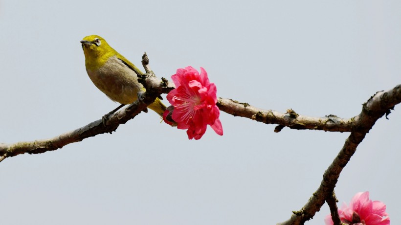 桃花樹(shù)上的繡眼鳥(niǎo)圖片