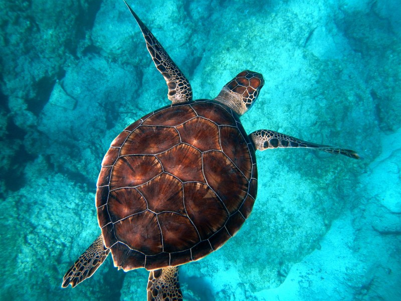 遨游的海龜圖片