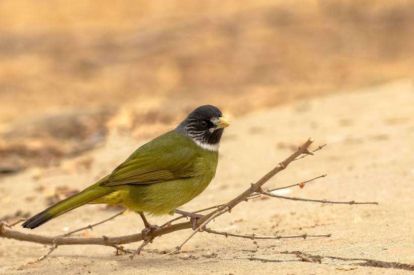 野生鳥類領(lǐng)雀嘴鵯攝影圖片