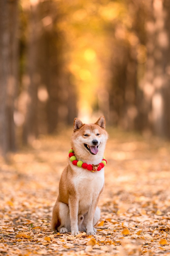 戴围巾的可爱柴犬图片欣赏