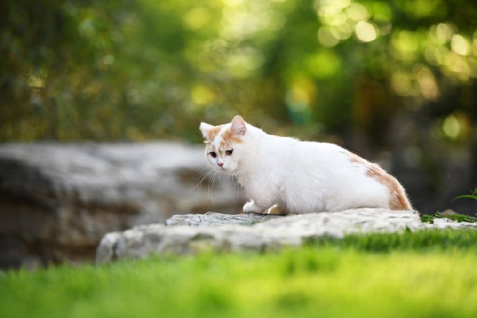 一组超级可爱温顺的小猫图片欣赏