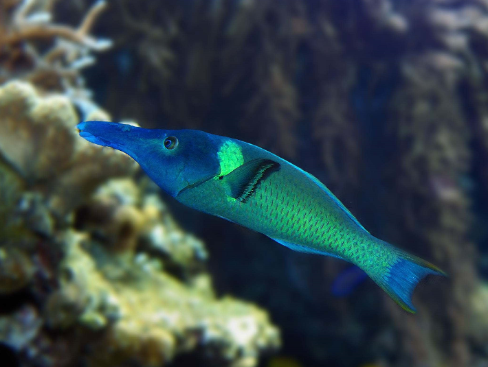 一組尖嘴青龍魚圖片