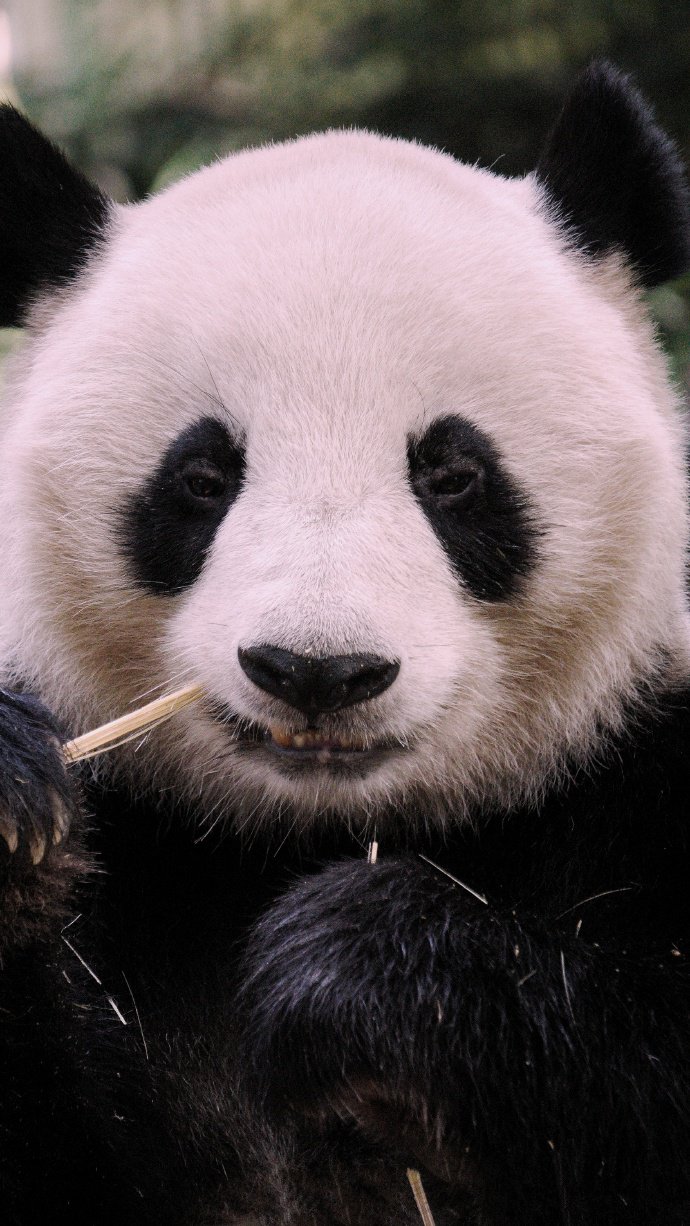 一组憨厚可爱的大熊猫图片