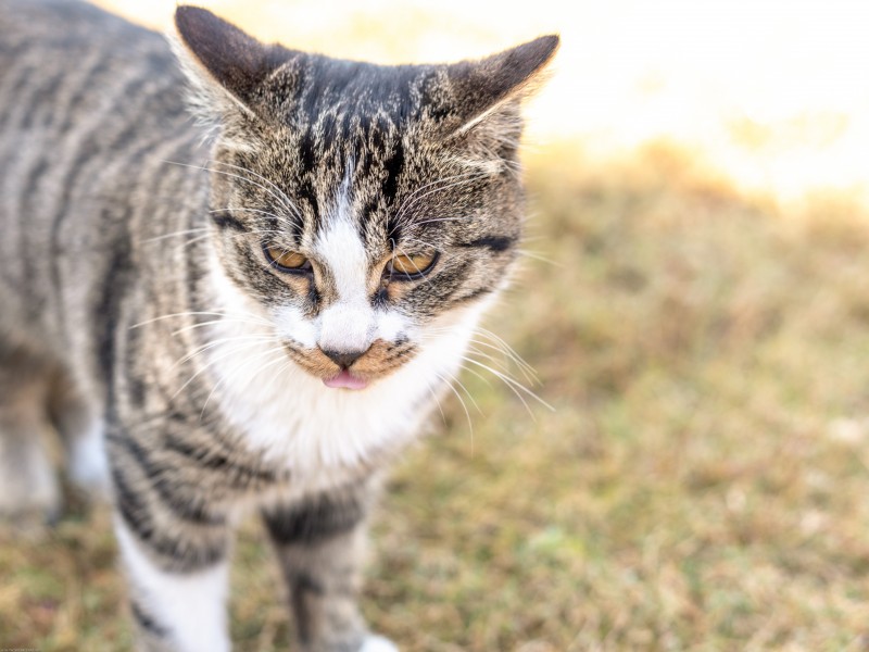 草地上的灰猫图片