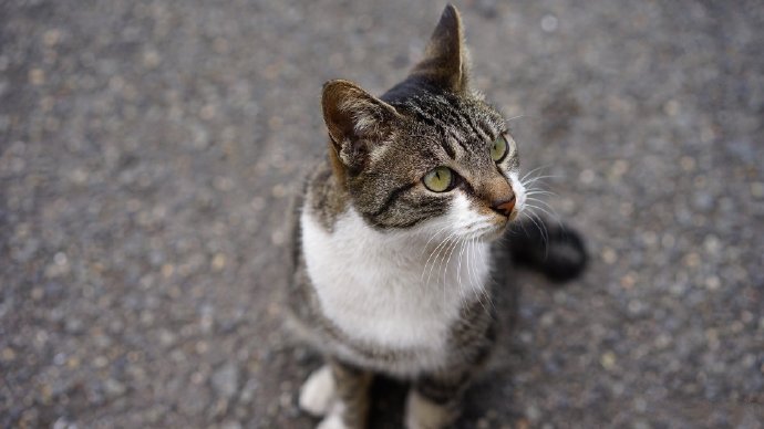 可动可静的小猫咪图片