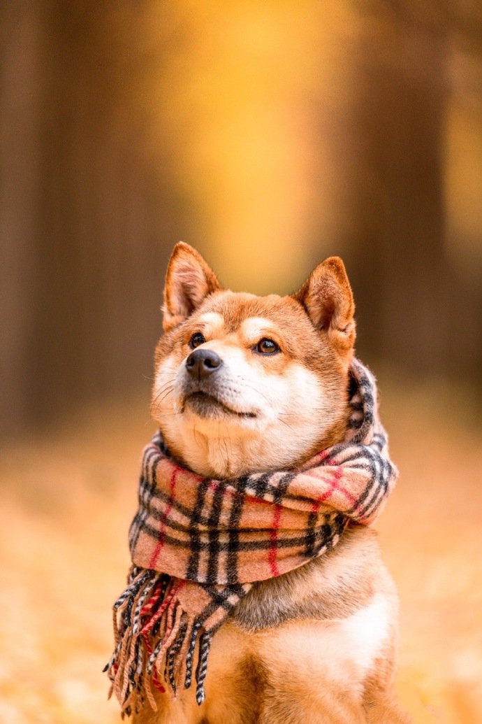 柴犬和秋天很配哦