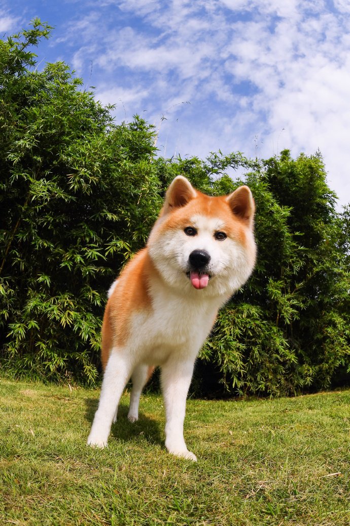 一组微笑天使-柴犬图片欣赏