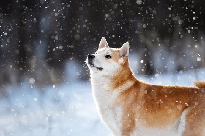 小柴柴的雪景，雪季彻底结束啦