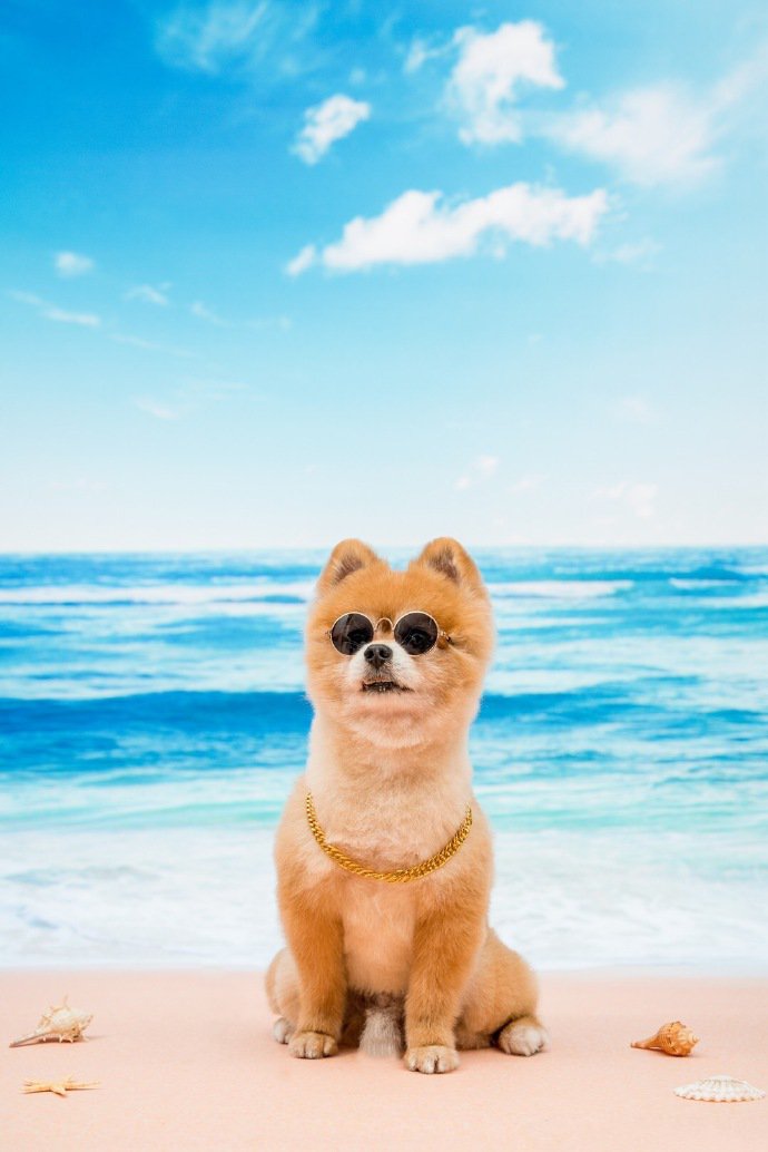 沙滩上可爱的博美狗狗图片