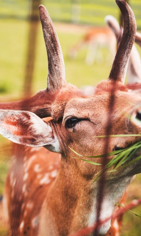一组草地上的小鹿图片欣赏