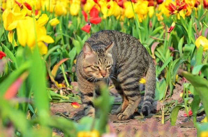 身体结实的狸花猫图片