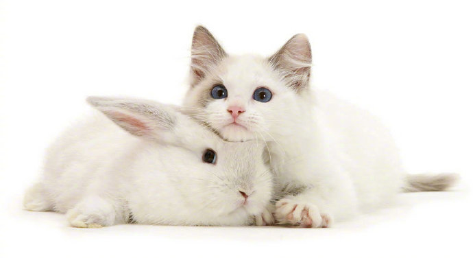相同颜色的小兔子和猫猫图片