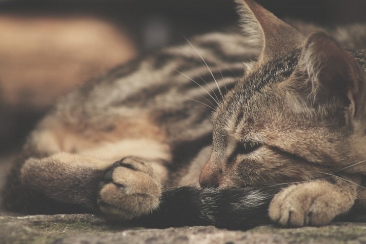 躺在地毯上慵懒的猫咪图片