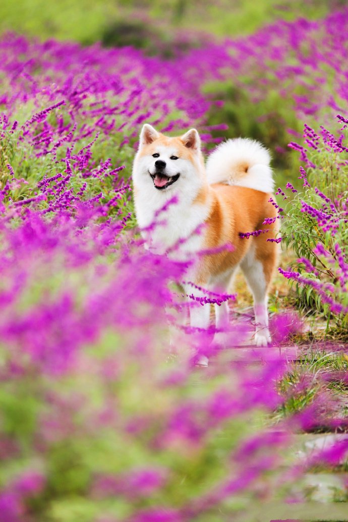 一组微笑天使-柴犬图片欣赏