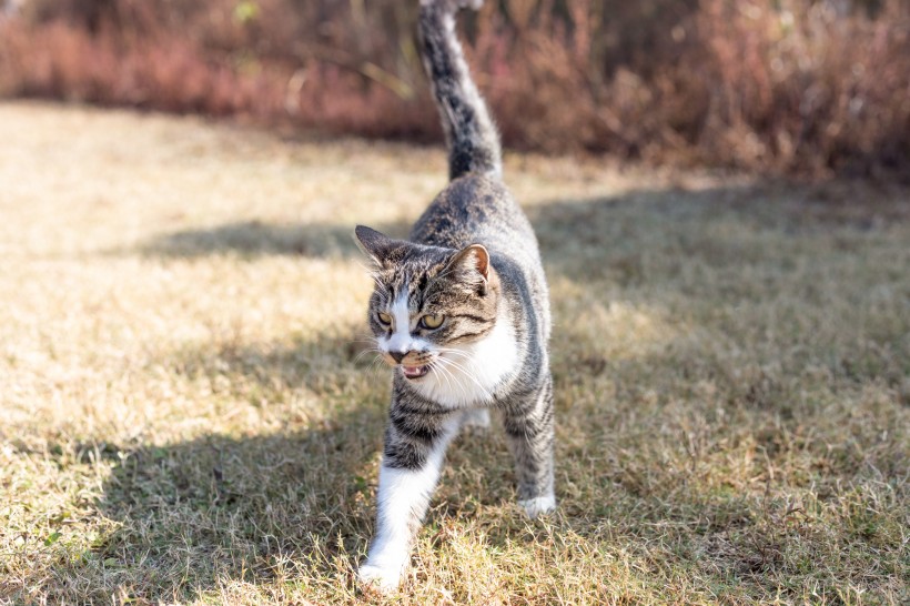 草地上的灰猫图片