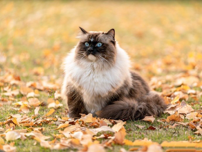 一组草地上的猫咪图片