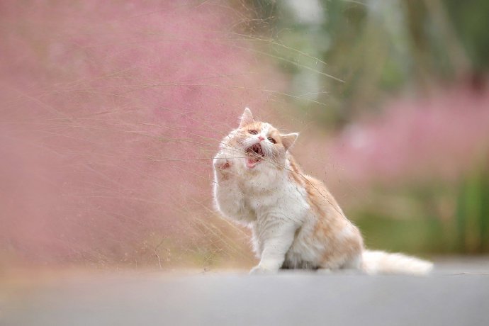 漂亮的猫咪外景写真图片