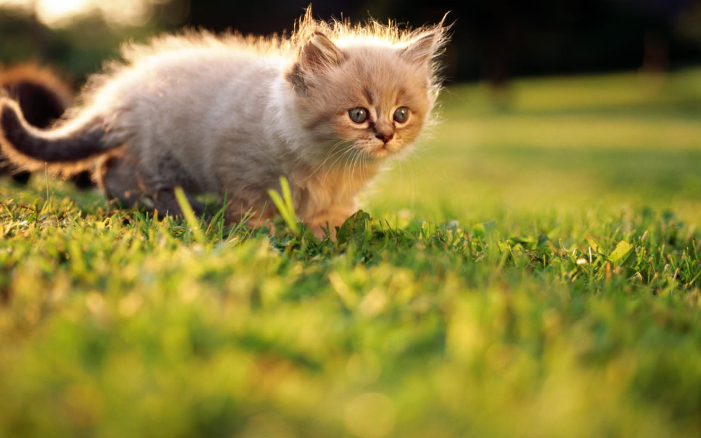 可爱萌宠小奶猫图片