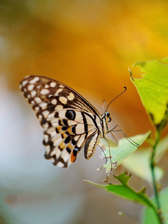 一只超唯美的黑白色蝴蝶图片欣赏