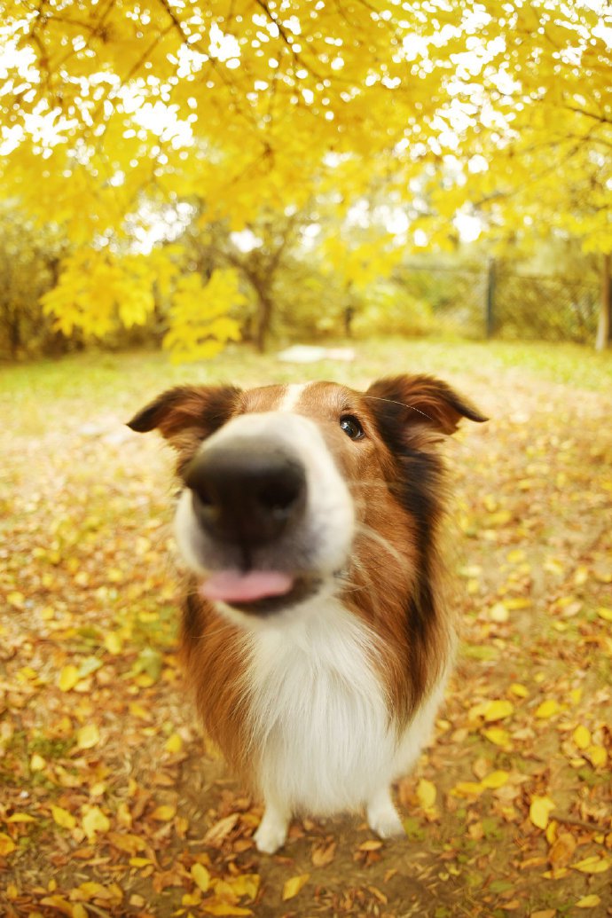 漂亮秋景下優(yōu)雅的蘇牧犬圖片