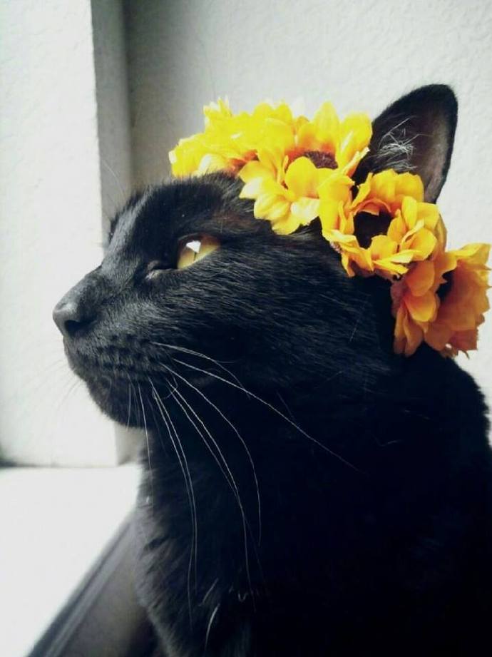 猫咪配上花环太美了