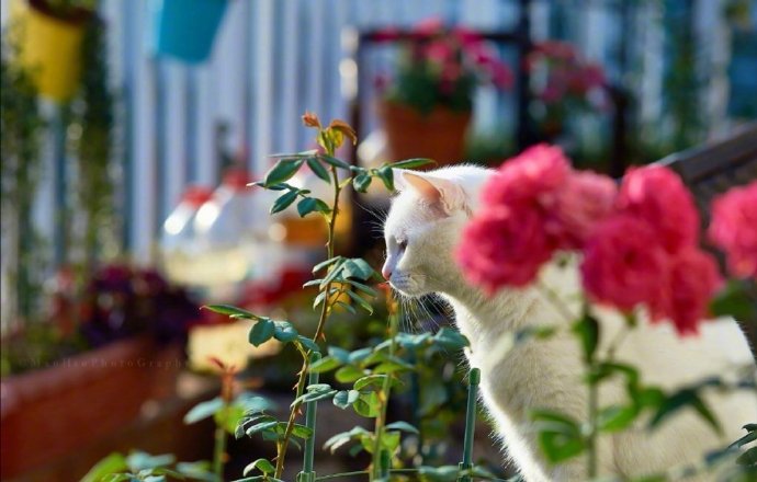 一组花间小猫图片