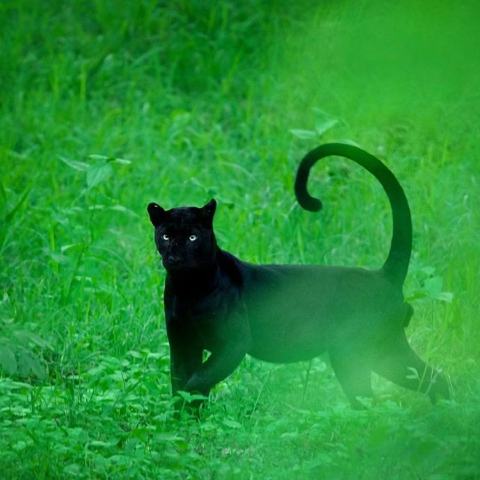 丛林里灵气的黑猫图片