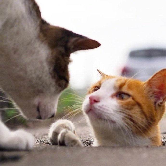 一组调皮捣蛋的小猫咪图片