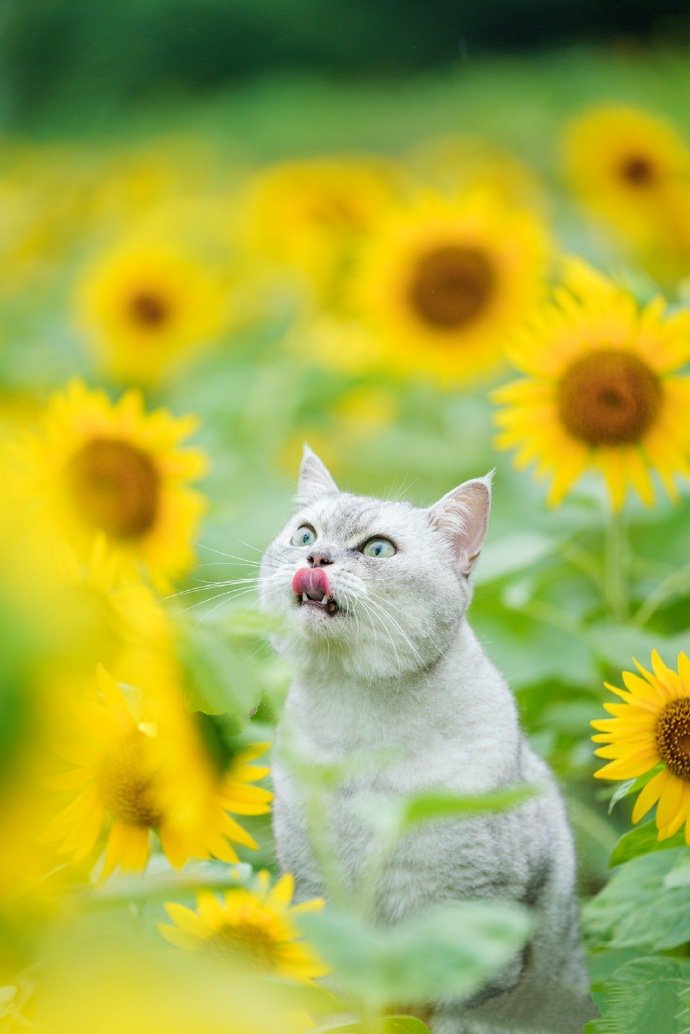 太阳花丛里的漂亮猫咪