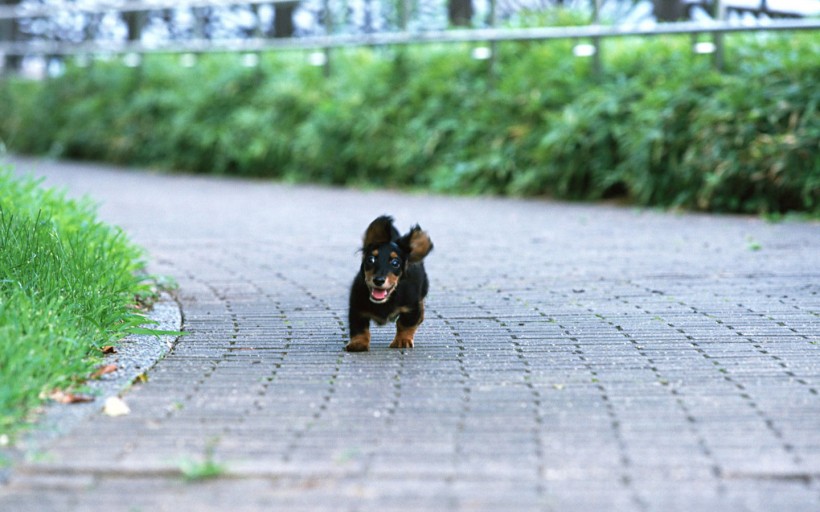 腊肠犬图片