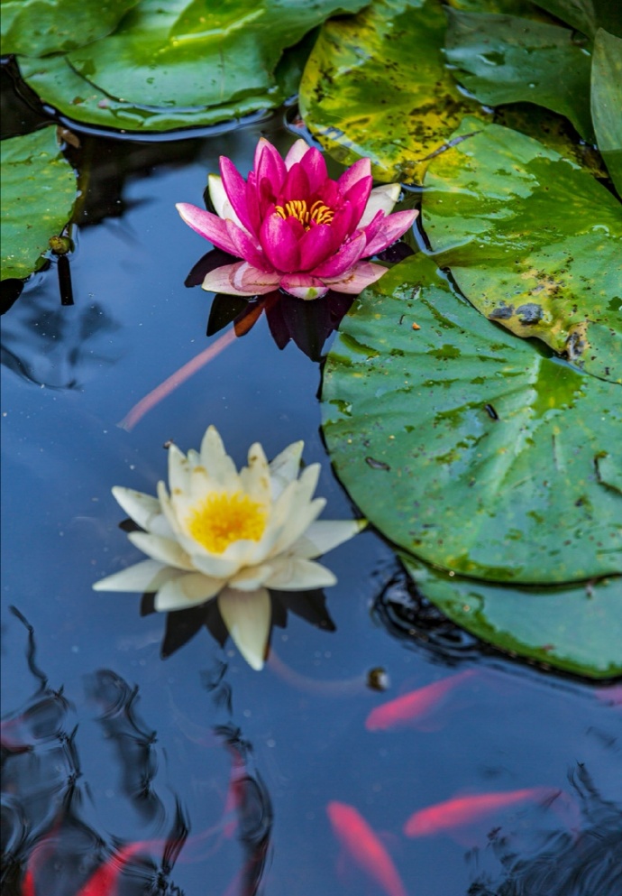 莲花下的红色锦鲤