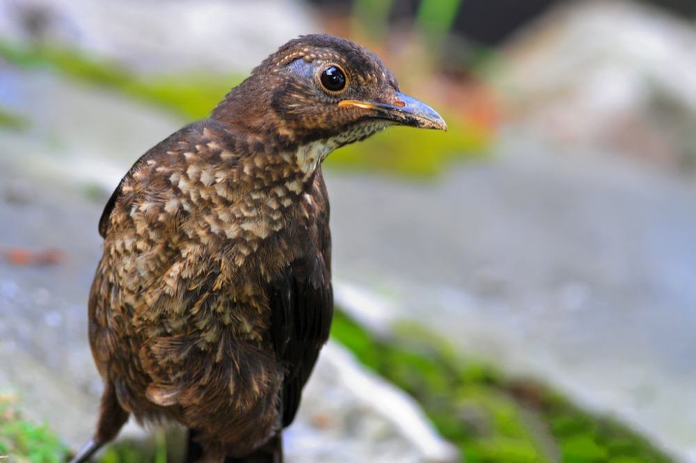 頑皮可愛的烏鶇鳥圖片