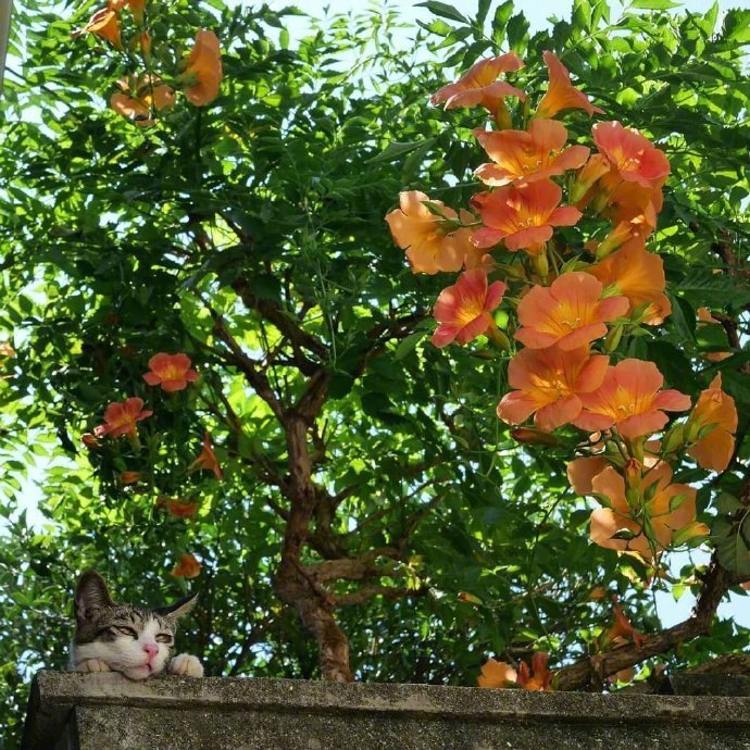 一组花间小猫图片