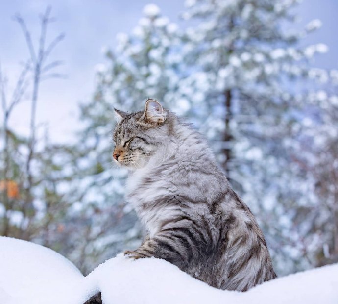 雪地里的西伯利亚猫