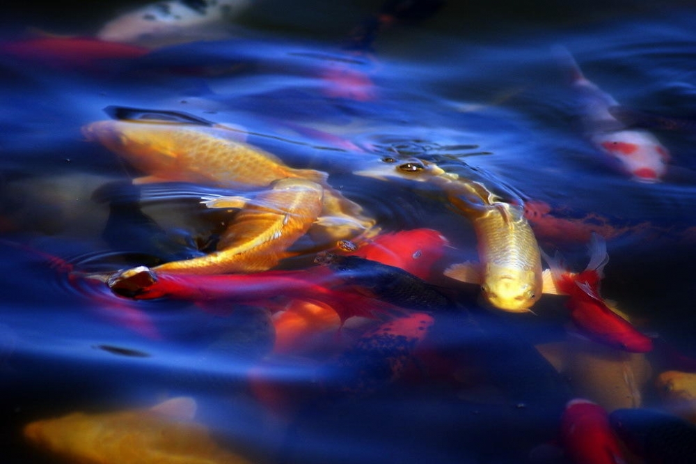 颜色鲜艳的锦鲤图片欣赏