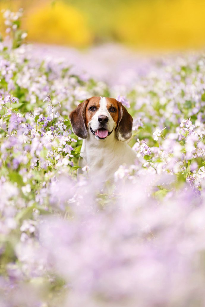 紫色花丛中开心的比格犬