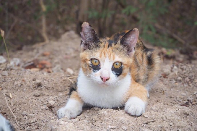 一只很有个性的小花猫