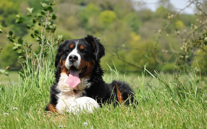 一組聰明可愛的伯恩山犬圖片