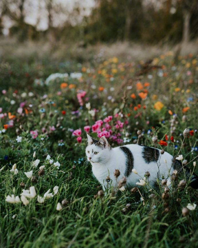 一组野外的猫咪图片