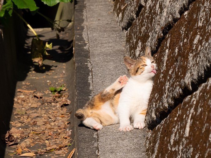 一组晒太阳的猫猫图片