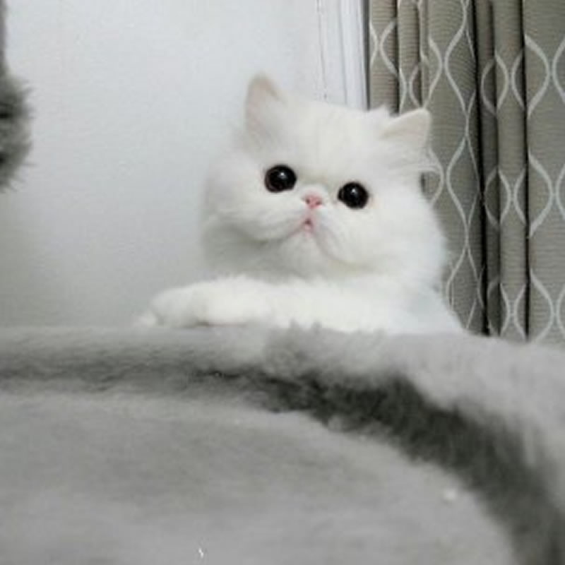 白白胖胖的猫咪图片