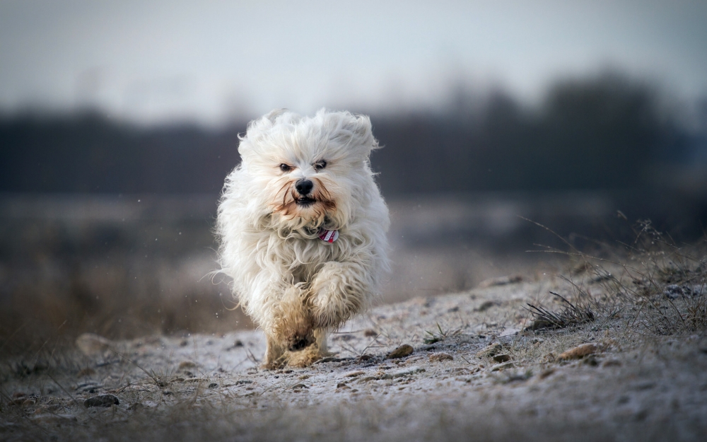 一組活蹦亂跳的哈瓦那犬圖片