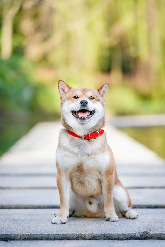 一组穿着西装的柴犬狗狗