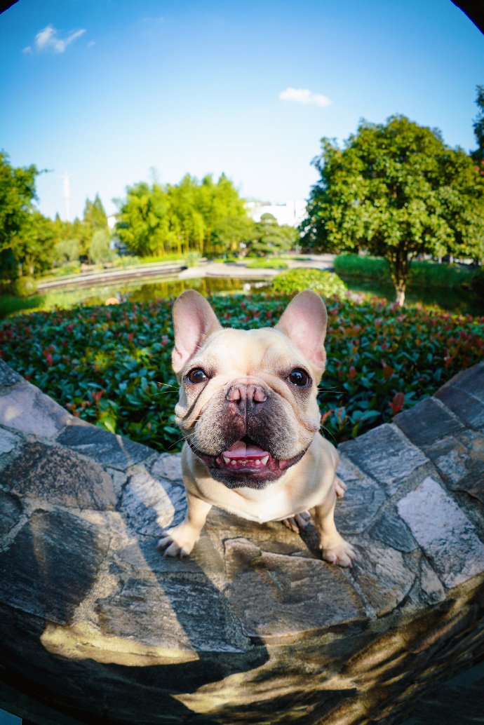 斗牛犬的一組美美的寫真圖