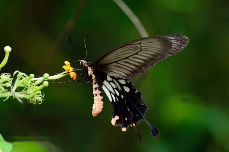 红斑锤尾凤蝶,蝶与花图片