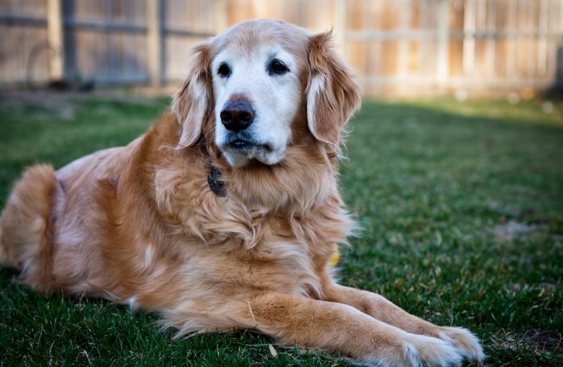 金毛犬圖片