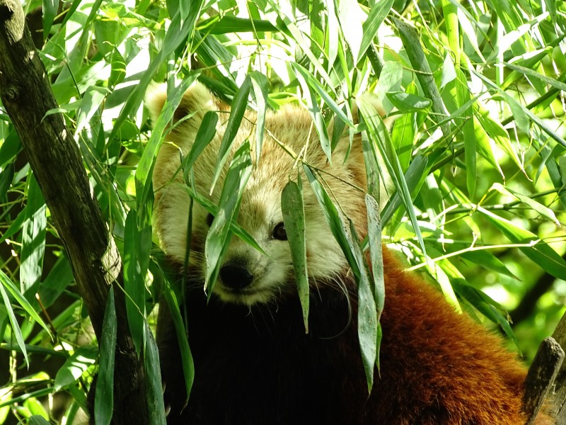 正在樹上玩耍的小熊貓圖片