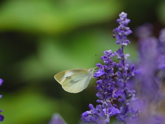 又见蝴蝶，美丽的凤尾蝶