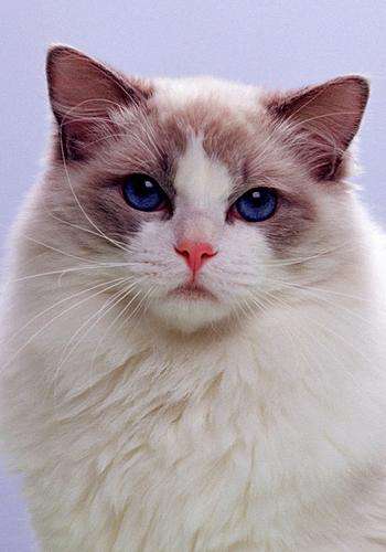 布偶猫又被称为“仙女猫”
