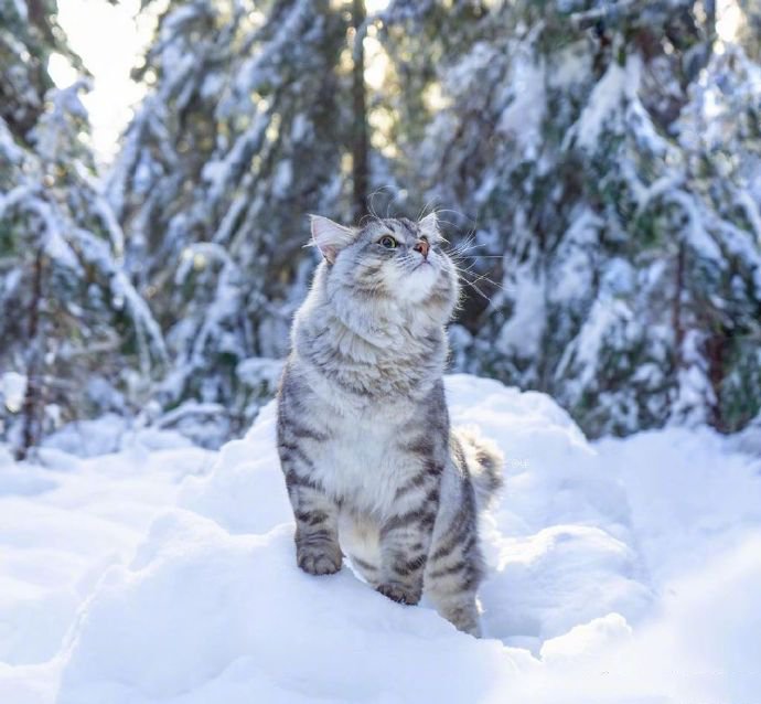 在温哥华林间雪地上漫步的西伯利亚森林猫